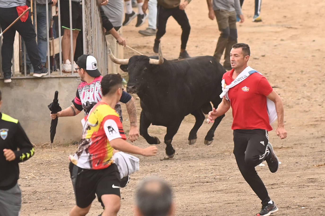 Fotos: El encierro del Toro de la Vega, en imágenes