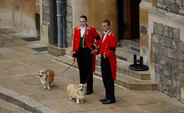 Los corgis de la difunta monarca esperan la procesión en el castillo de Windsor.