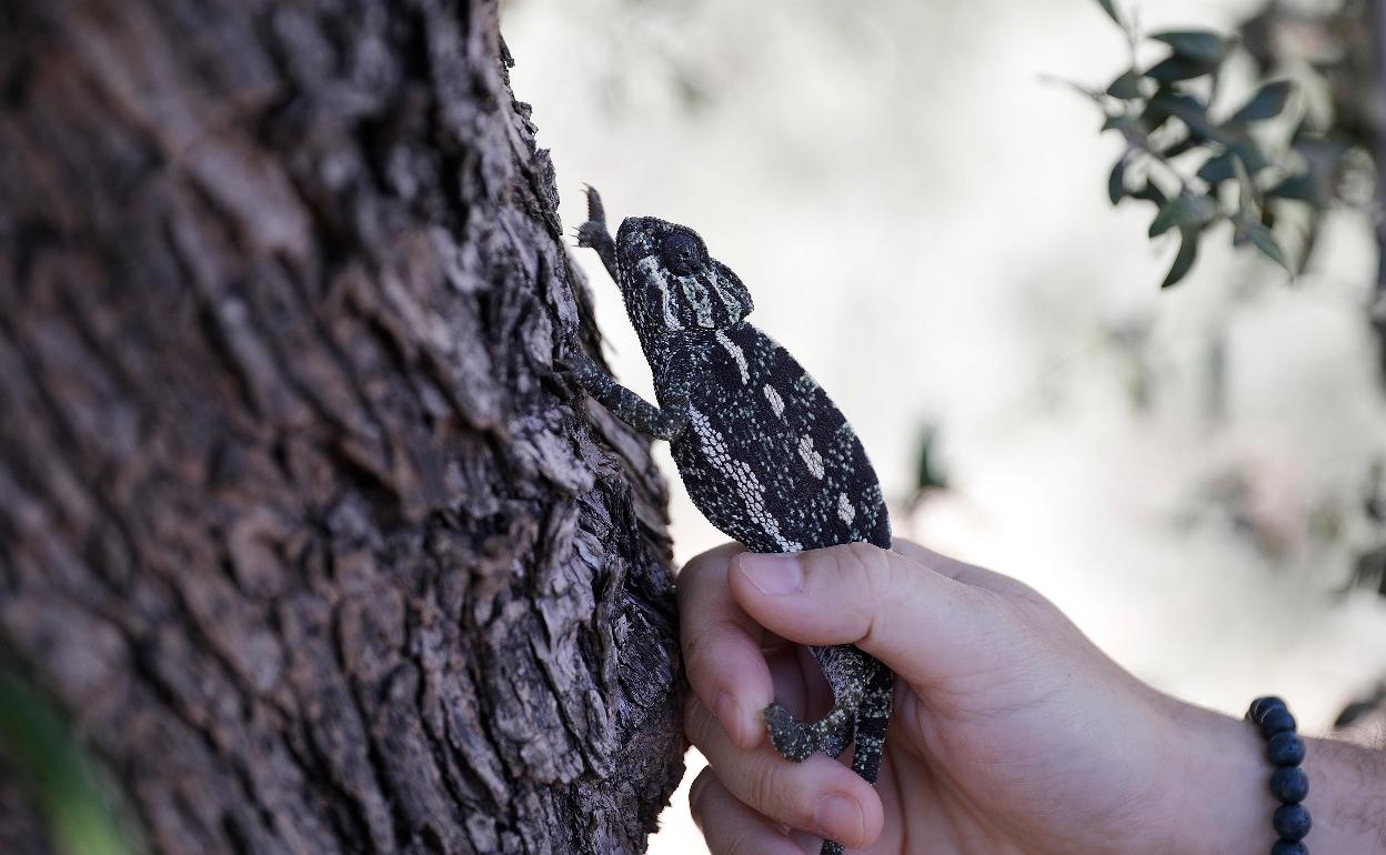 Una hembra de camaleón es liberada sobre uno de los árboles del Parque Forestal de Cerrado de Calderón.