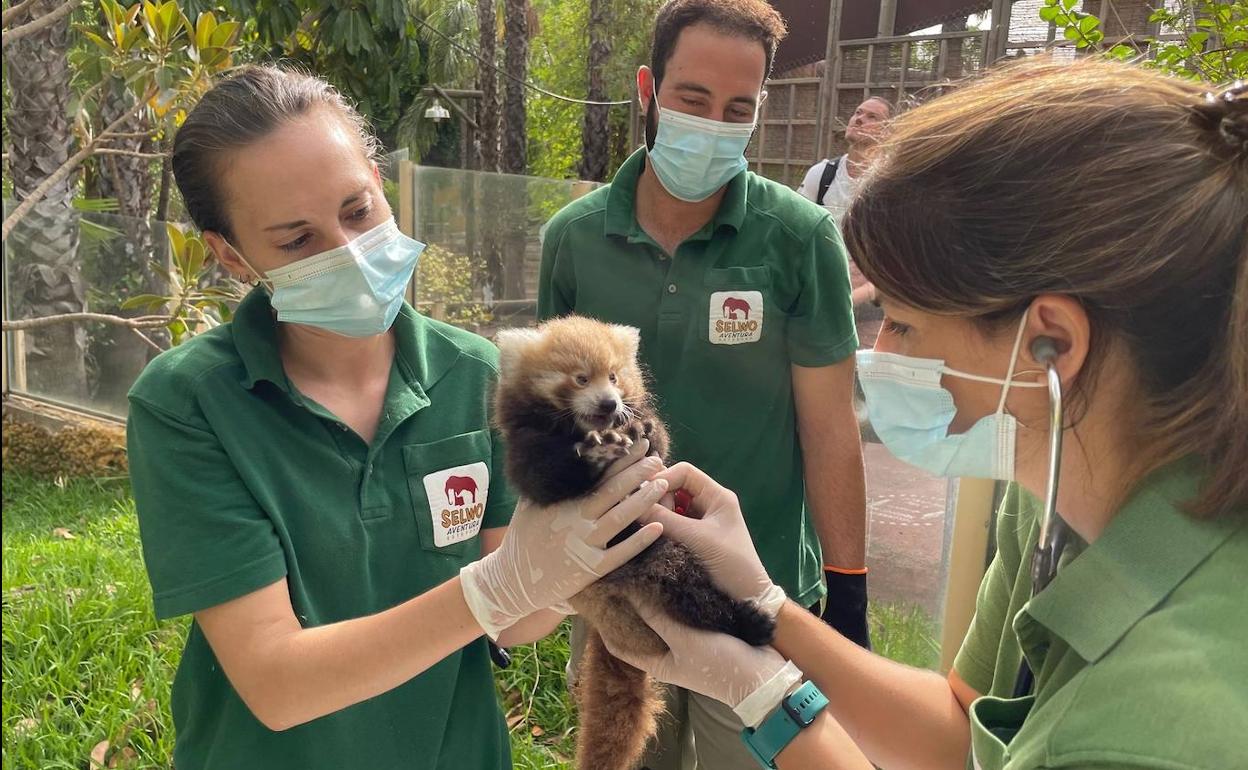 La cría de panda rojo tiene tres meses y un gran carácter. 