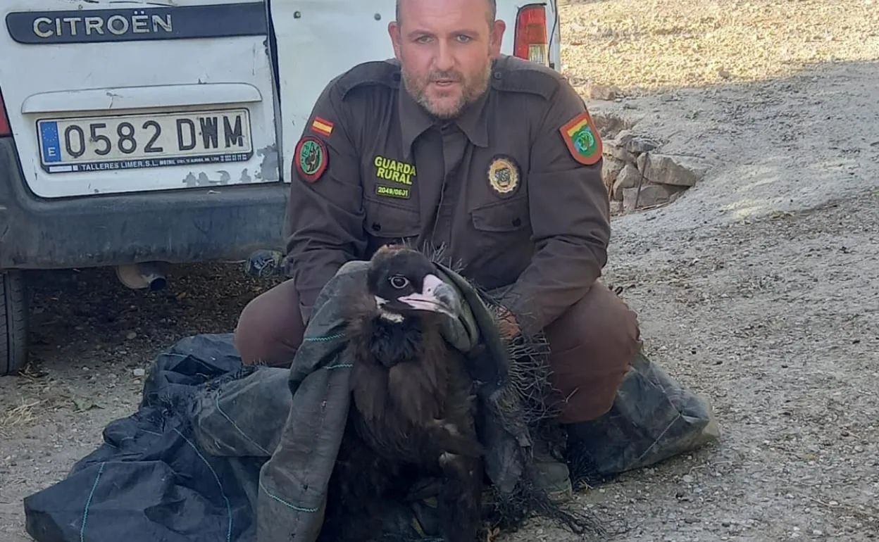 El guarda rural Julio Fernández, ayer con el ejemplar de buitre negro rescatado en Frigiliana. 