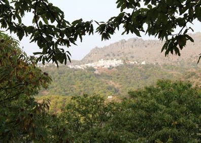 Imagen secundaria 1 - El camino es ligeramente descendente. Cartajima y Los Riscos desde el castañar de Parauta. Los seres mitológicos relacionados con los bosques pueden estar en cualquier sitio.