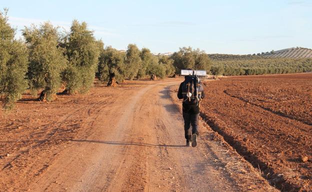 Entre olivares, antes de llegar a Cartaojal.