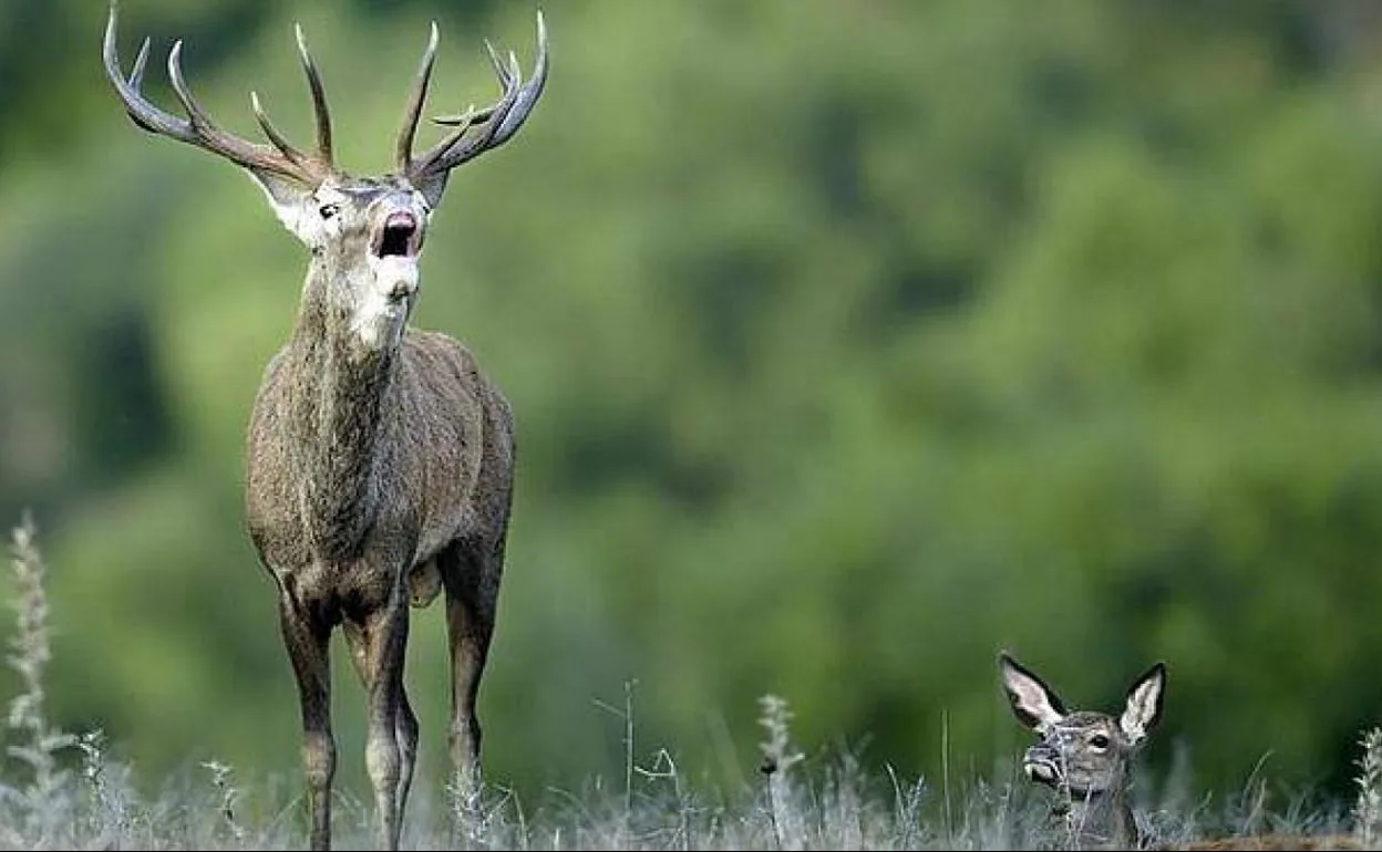 Un ejemplar de ciervo y una hembra. 