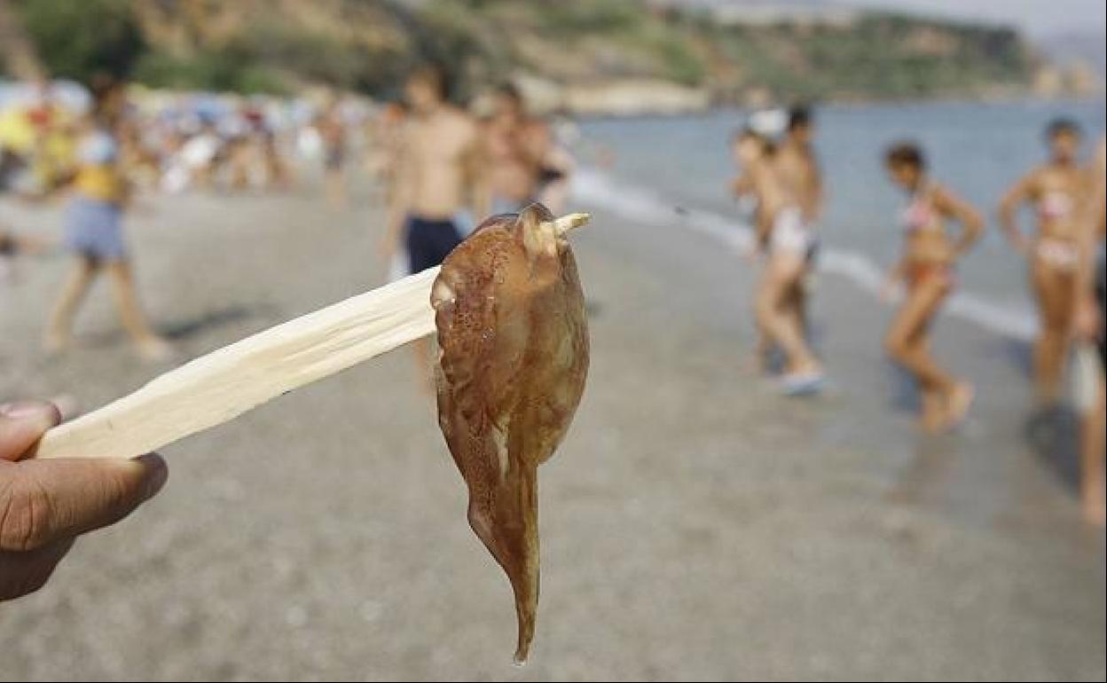 El levante y otros factores que provocaron la alta concentración de medusas este verano en las playas de Málaga