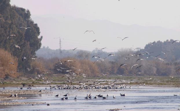 El río Grande es el principal afluente del Guadalhorce