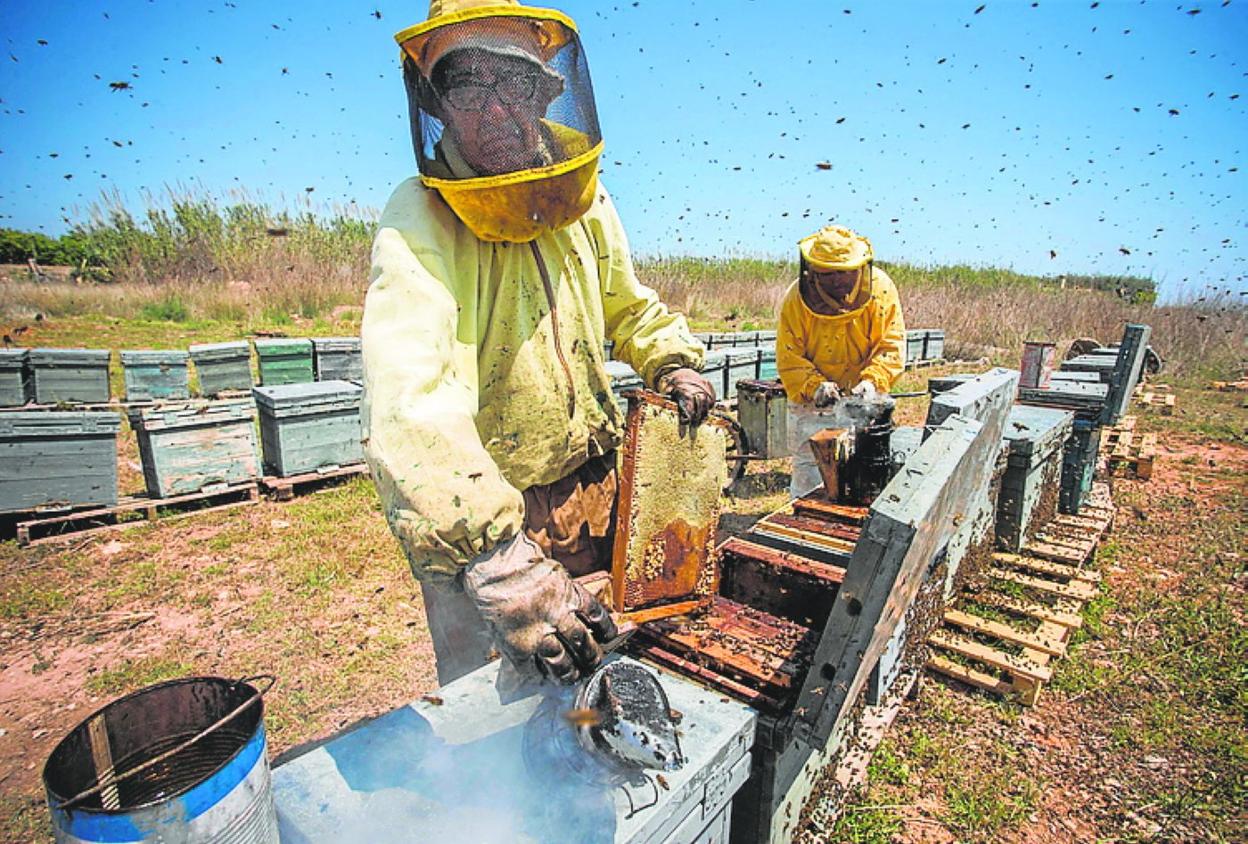 Andalucía es una de las zonas más afectadas. 
