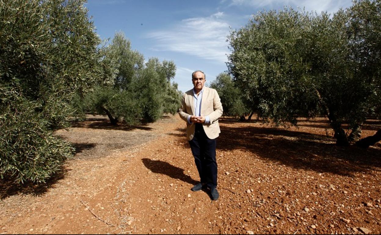 Antonio Luque, presidente de Dcoop, en un campo de olivo cerca de la pedanía de Cartaojal. 