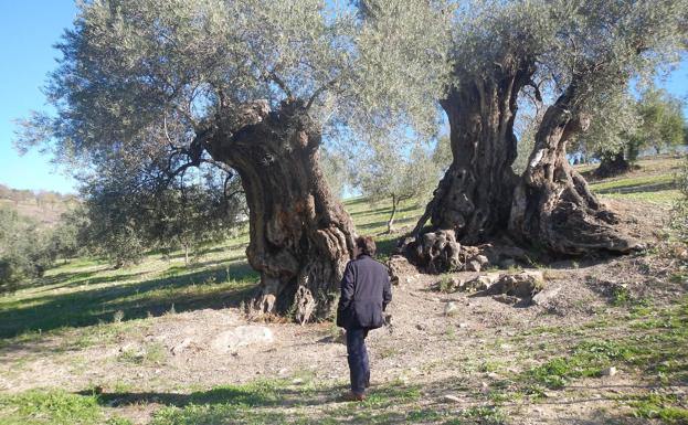 Olivo del Arroyo Carnicero