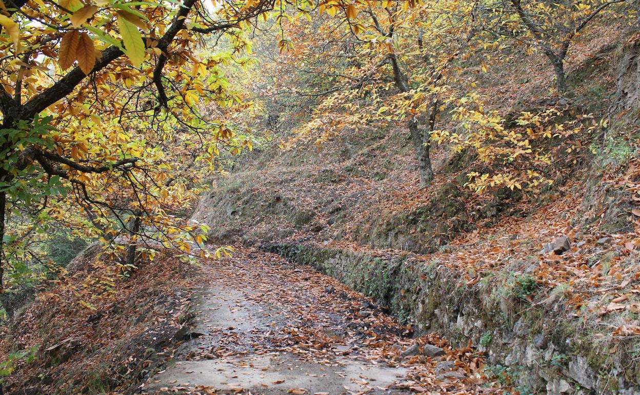 Esta ruta es idónea para hacerla durante el Bosque de Cobre