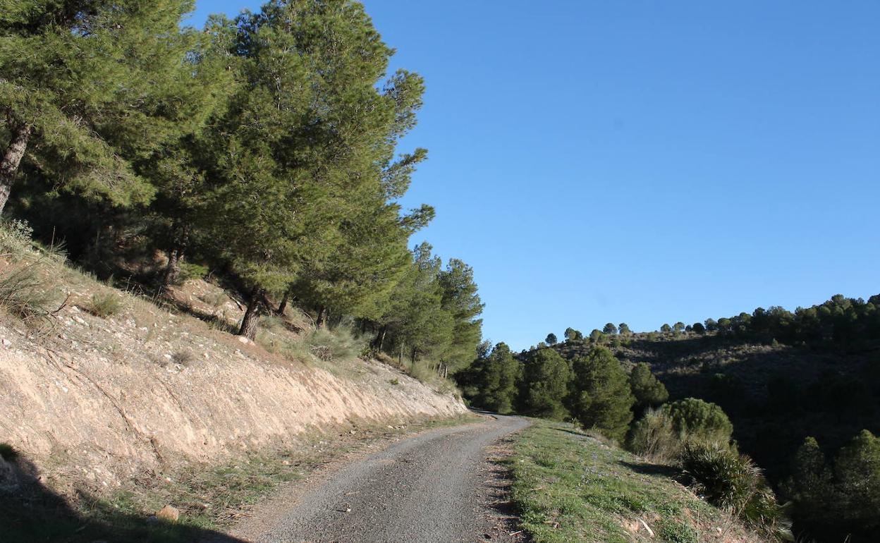 La ruta atraviesa un denso pinar