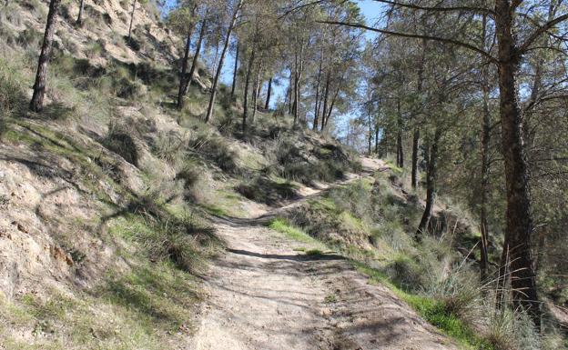 Subida entre pinos de reforestación.