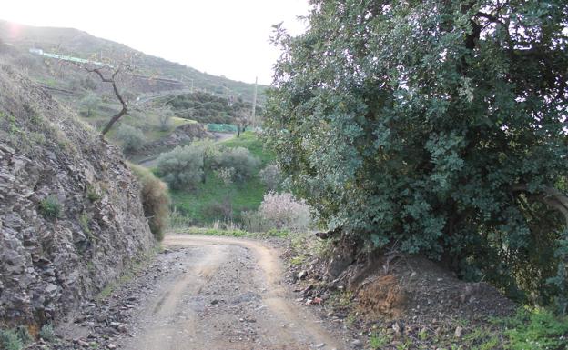 Algarrobos, olivos, almendros y viñas forman parte del paisaje de esta ruta.