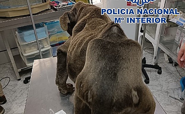 Otra imagen del lamentable estado en el que se encontraba el animal rescatado en Vélez-Málaga. 