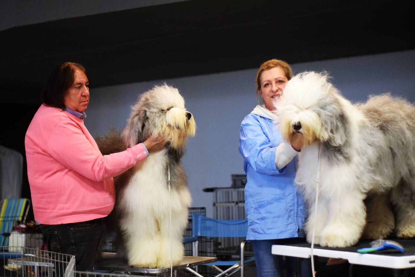 Expocan es una de las ferias de perros con más solera de toda Andalucía (35 ediciones), y está organizada por la Sociedad Canina de la Costa del Sol