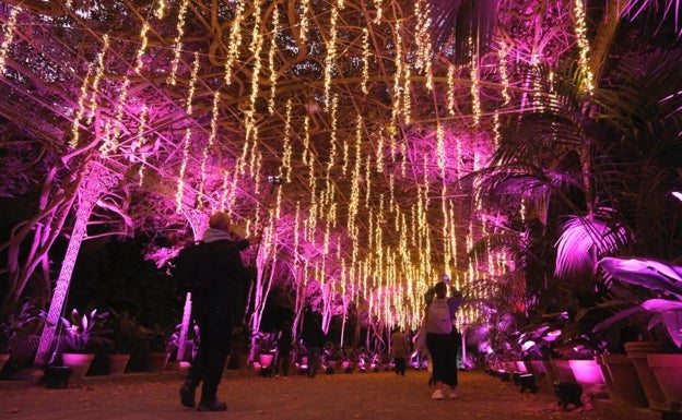 Imagen del jardín botánico La Concepción, revestido de luces para esta Navidad.
