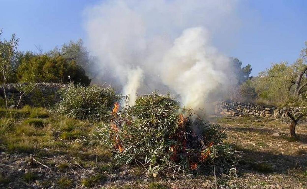 Aprobado el modelo para la solicitud de quema de restos vegetales de la agricultura en Andalucía