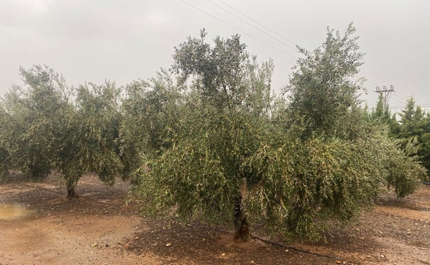 La lluvia en Málaga alivia la situación «dramática» del campo, pero llega tarde para la aceituna