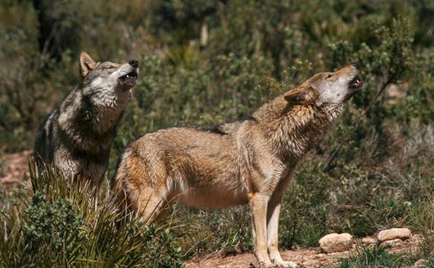 Lobo Park en Antequera.