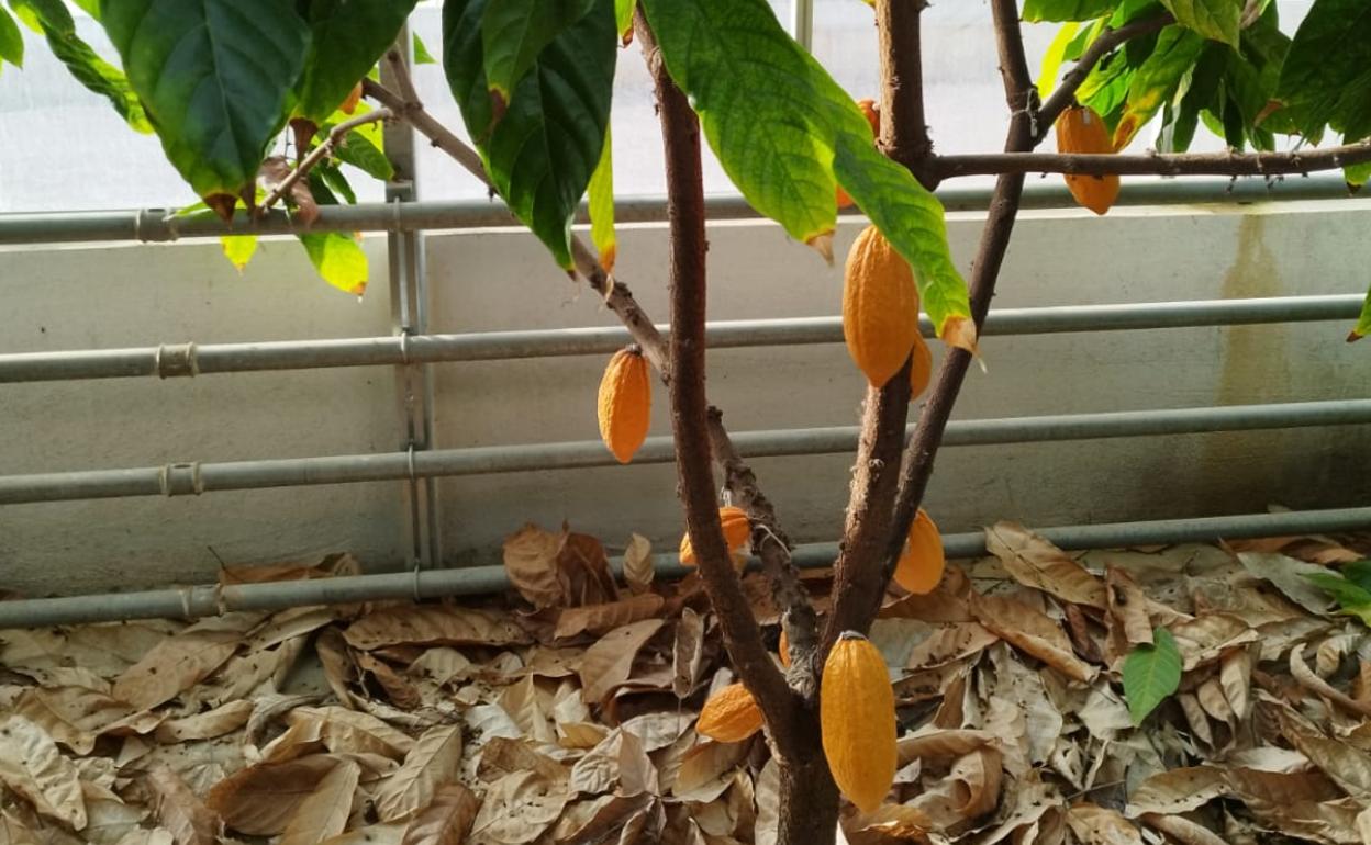 Imagen de uno de los árboles de cacao que ha dado frutos en la estación experimental La Mayora de Algarrobo. 