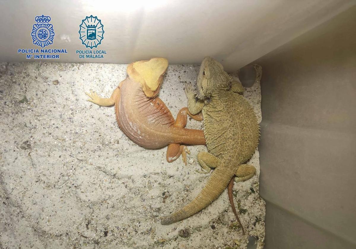 Dragones barbudos del criadero ilegal de reptiles.