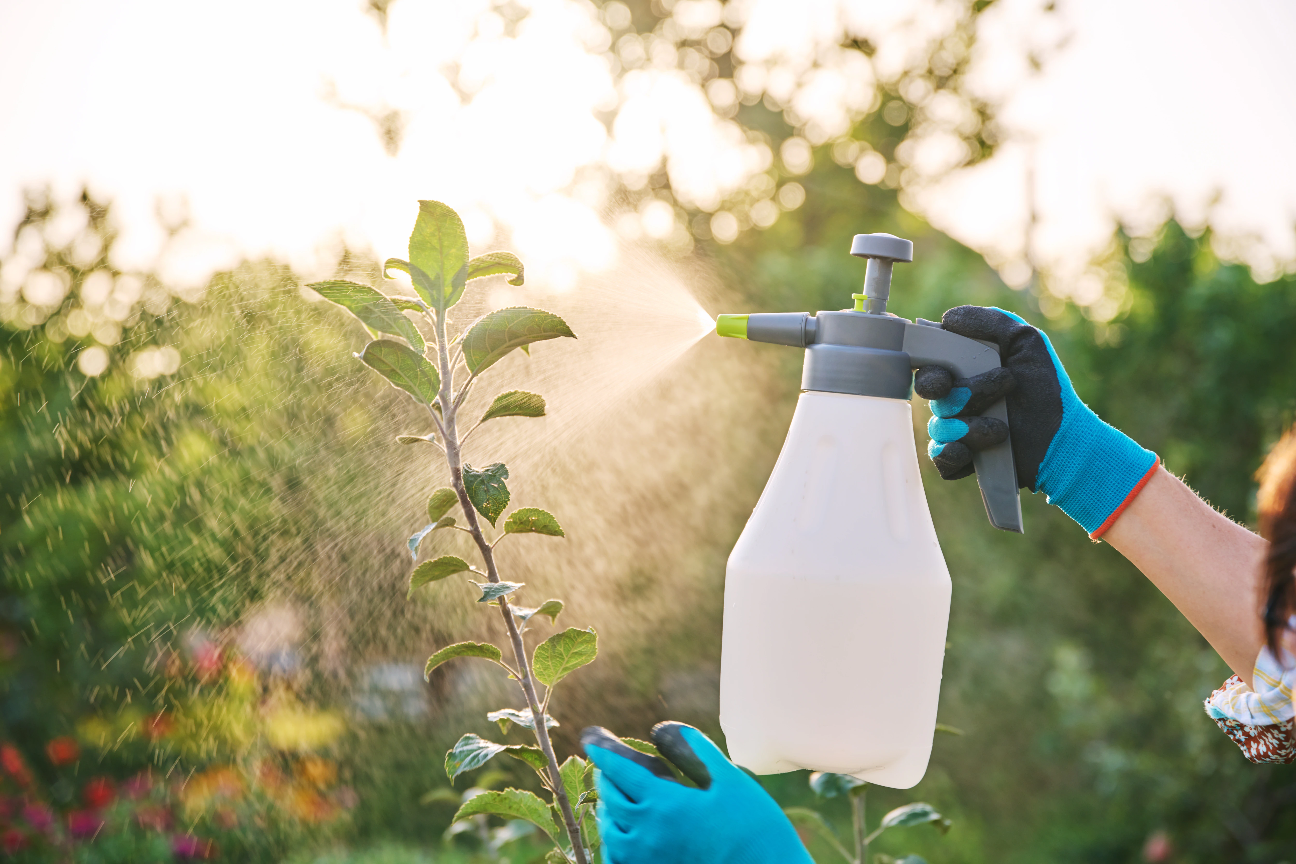Aceite de Neem: para qué sirve, propiedades y usos como insecticida para  plantas