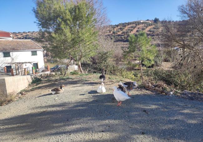 Un simpático e inofensivo grupo de gansos viven entre el río y el núcleo de población.