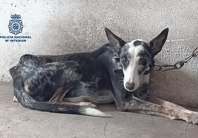 Perro rescatado por la Policía Nacional.