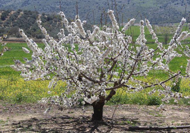 Cerezo en flor en Alfarnate.