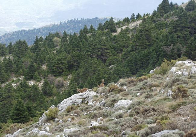 Bosque de pinsapos y rebaño de cabra montés en la Sierra de las Nieves.