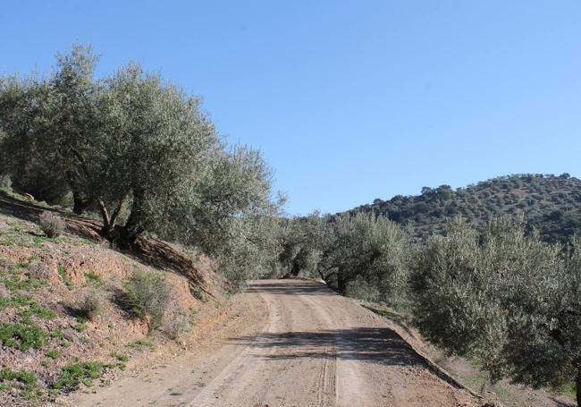 En el segundo tercio del camino se atraviesa un bonito olivar de montaña