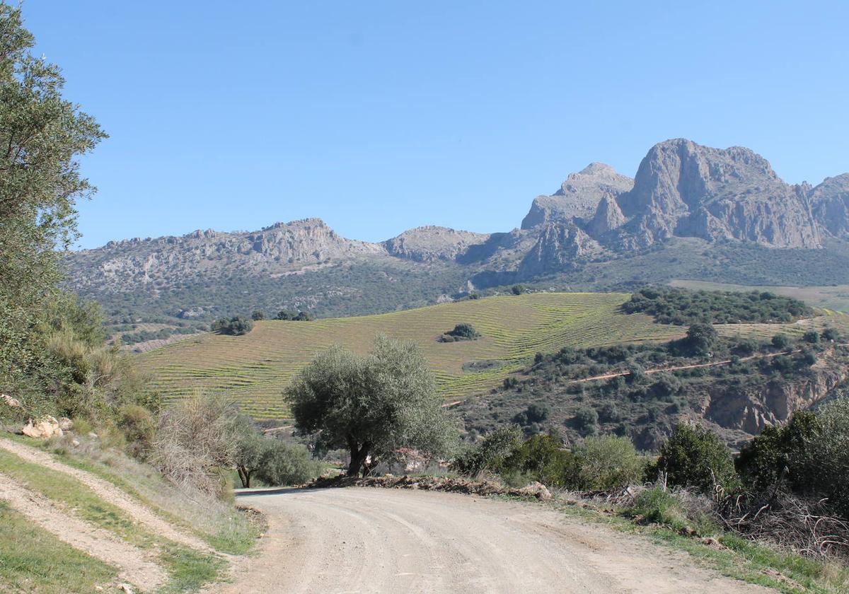 Este sendero pasa por el emblemático Cortijo de Auta.