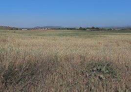 Un campo con cultivo de cebada en la provincia de Málaga.