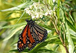 Mariposa monarca.