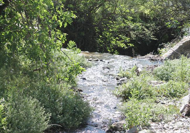 En torno al río de los Horcajos hay flora de ribera