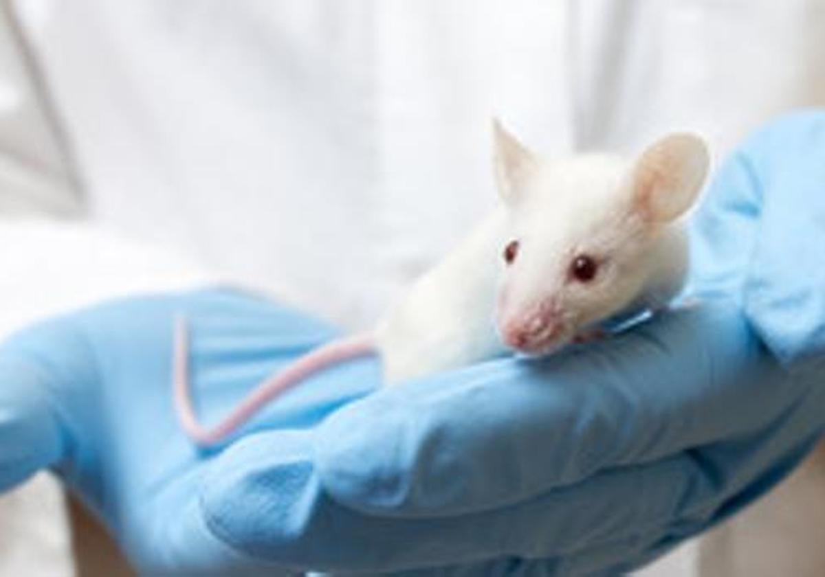 Crean un fármaco en gel que detiene los tumores cerebrales en ratones