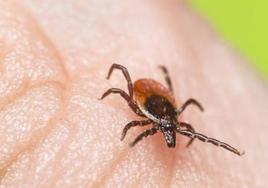 Mosquitos, garrapatas o ratas: alertan de que el calor de esta semana adelantará las plagas típicas del verano