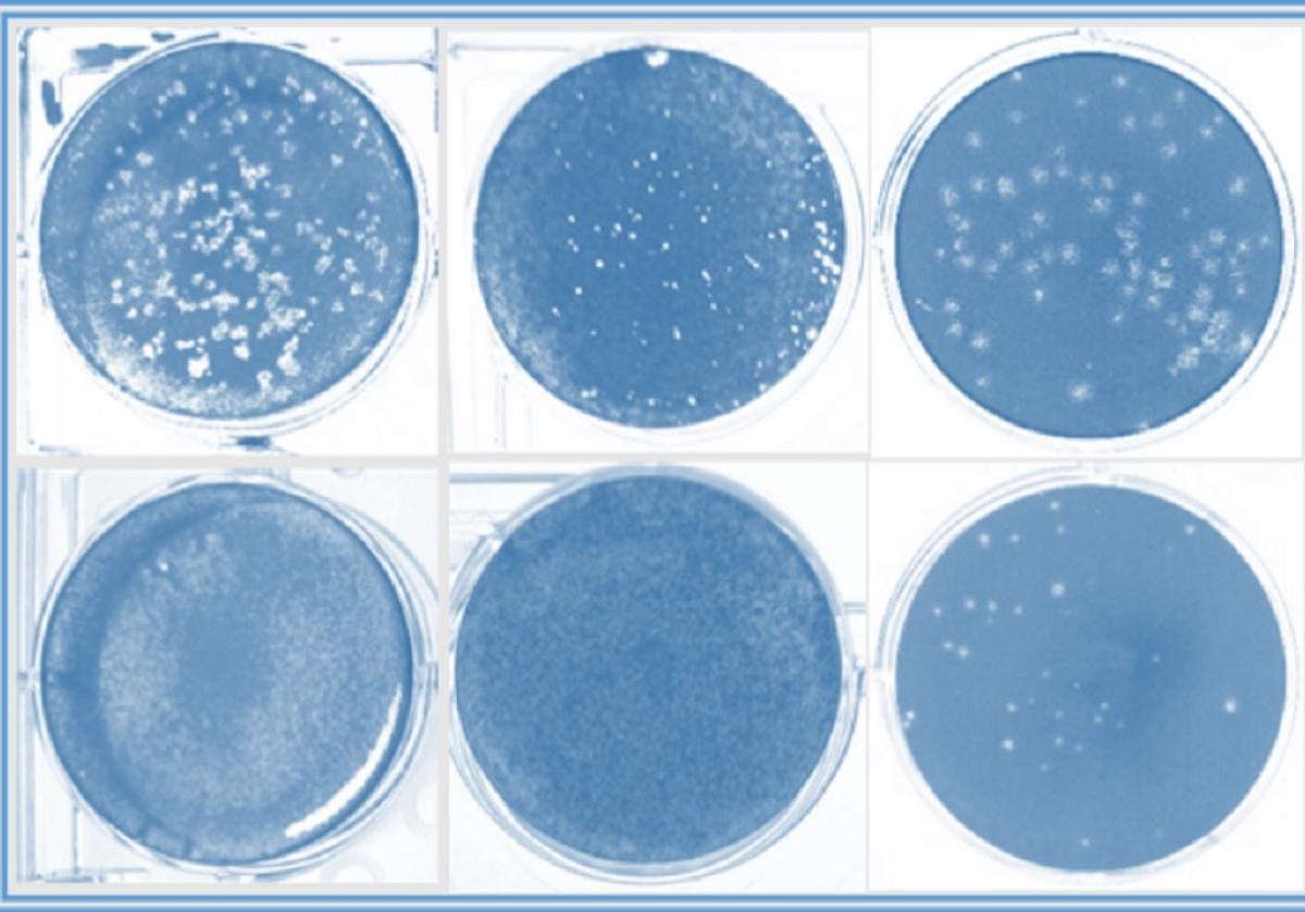 Efecto inhibidor de la infección por SARS-CoV-2 en células humanas de colon (izquierda) y pulmón (centro) y por TGEV en células de testículo porcinas (derecha) de las moléculas sintéticas de ARN (panel inferior).