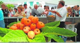 Sayalonga, el paraíso del níspero