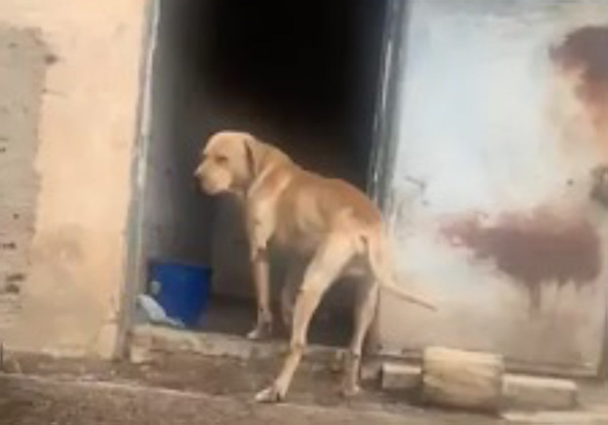 Imagen del animal facilitada por la Policía Nacional.