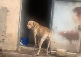 Imagen del animal facilitada por la Policía Nacional.