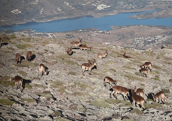 Cabras monteses en la Sierra Tejeda, con el pantano de La Viñuela al fondo.