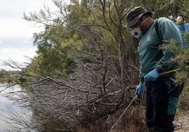 Un operario fumiga contra los mosquitos en el paraje de la Desembocadura del Guadalhorce