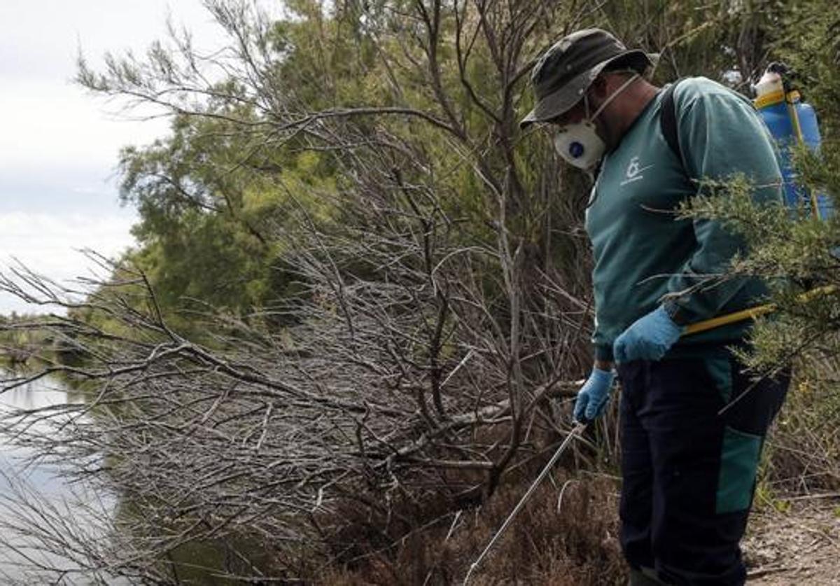 Un operario fumiga contra los mosquitos en el paraje de la Desembocadura del Guadalhorce