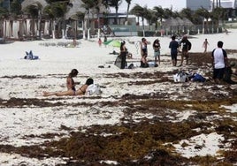 ¿Qué es el sargazo que amenaza las paradisíacas playas del Caribe?