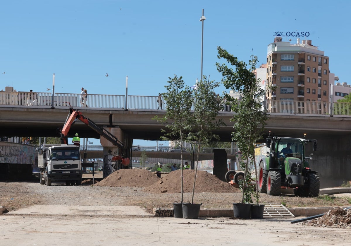 Plantas y árboles darán un toque verde al tramo final del río Guadalmedina.