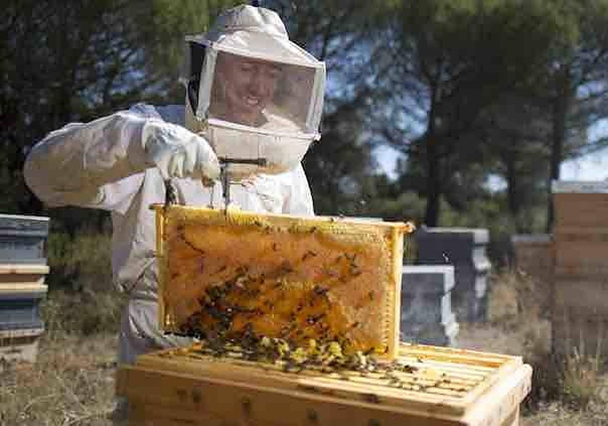 COAG prevé una «pésima» campaña apícola y pide plan de rescate