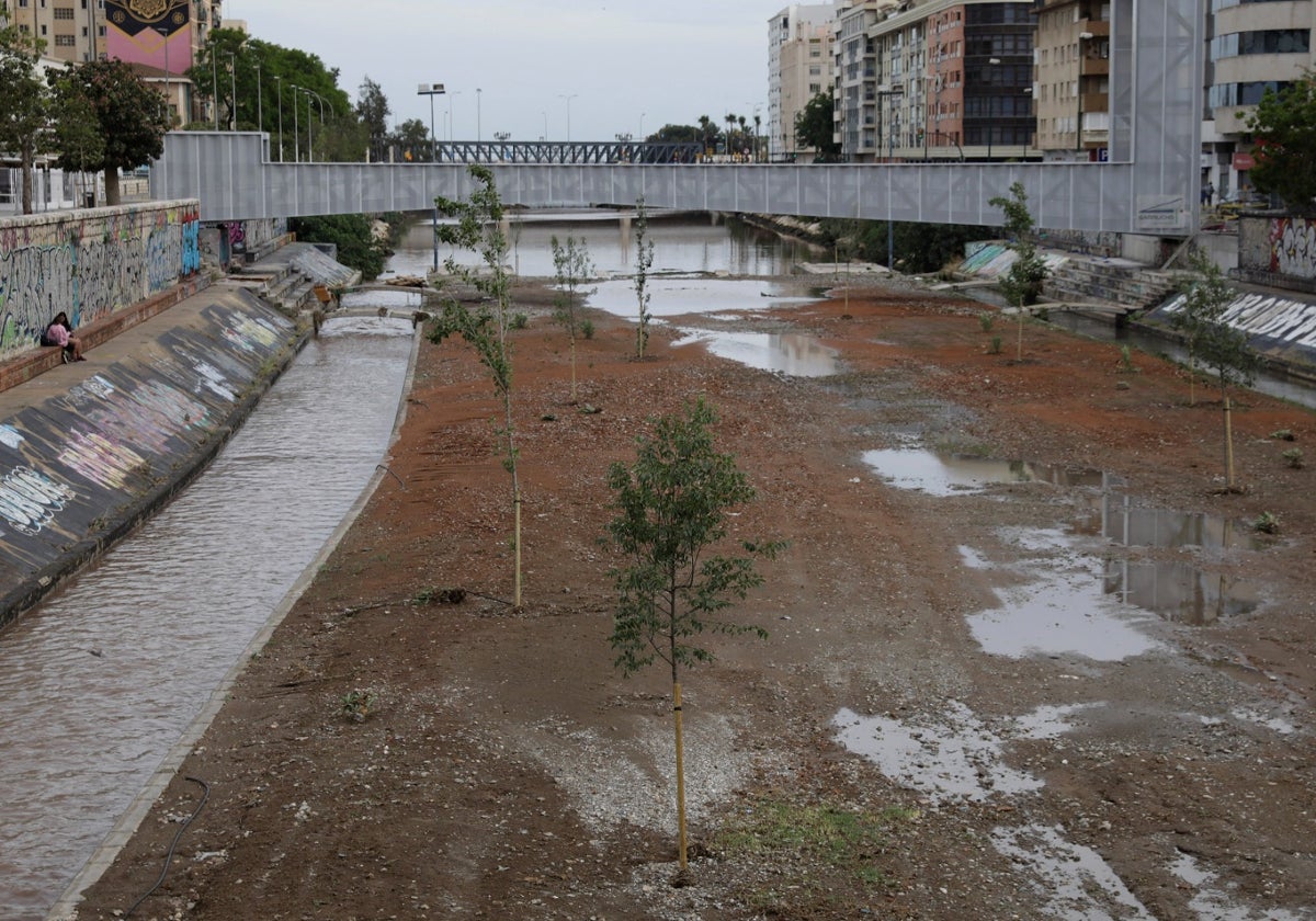 La lluvia pone a prueba las nuevas plantaciones en el Guadalmedina