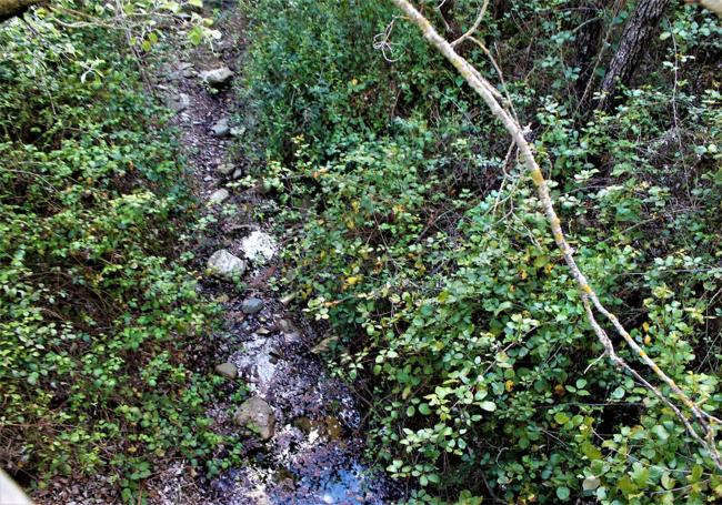 En torno al arroyo de Choperas se concentra vegetación típica de ribera