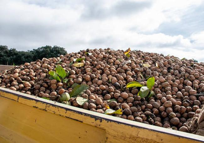 Nueces de Ronda.